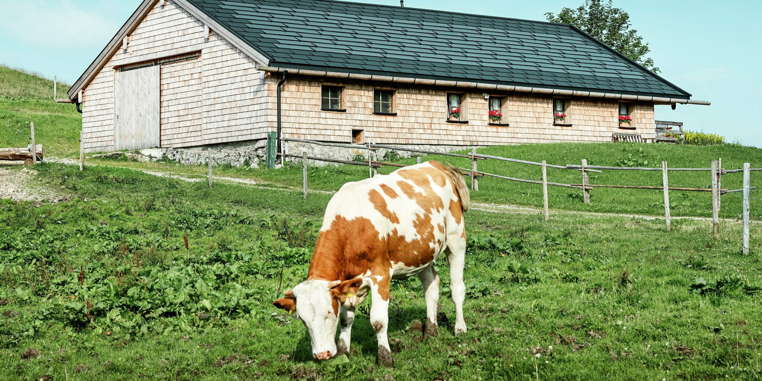 La Birkehütte, situata in posizione idilliaca sulla Walleralm a Bayrischzell, con una mucca al pascolo in primo piano. Il tetto della tradizionale capanna di legno è stato dotato di resistenti tegole PREFA R.16 in P.10 nero e di innovative tegole fotovoltaiche PREFA. La moderna ristrutturazione del tetto combina la produzione sostenibile di energia con una robusta protezione dalle intemperie, mentre il design in legno e la natura circostante preservano la rustica atmosfera alpina.